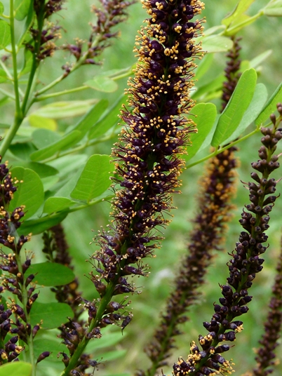 {Amorpha fruticosa}